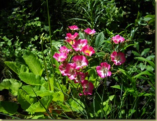 DSCN2521 DSCN2521