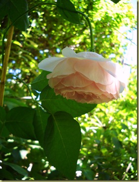 DSCN3135 DSCN3135
