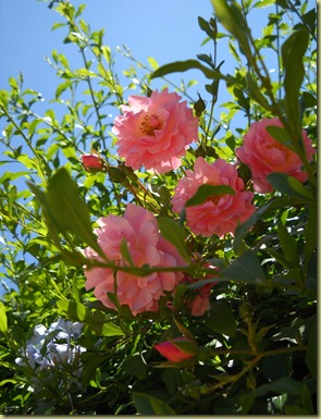 DSCN2966 DSCN2966