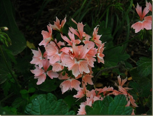 P. Stellar Apricot 5 P. Stellar Apricot 5