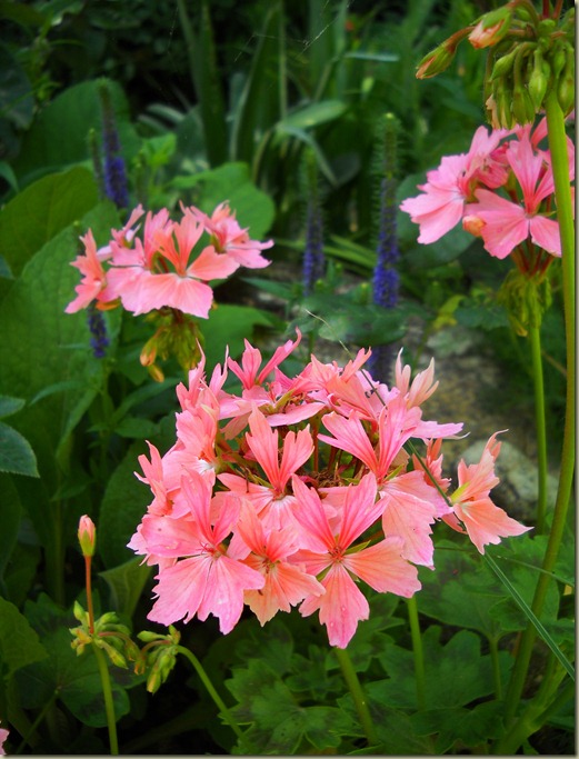 P. Stellar Apricot P. Stellar Apricot