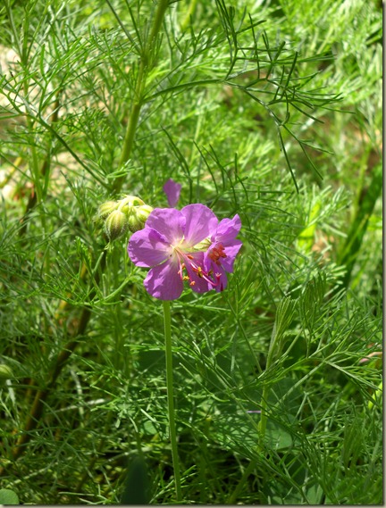 Geranium macrorrizum