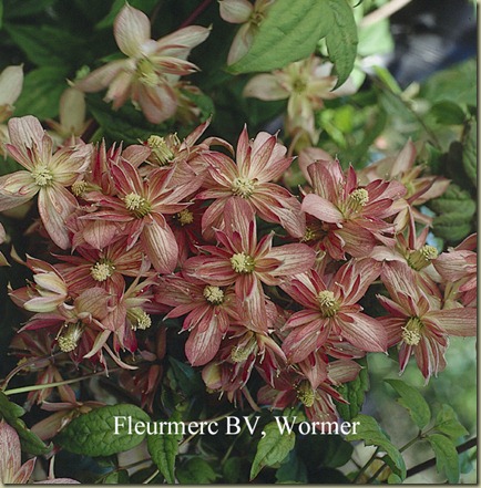 Clematis Marjorie Clematis Marjorie