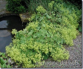 alchemilla_mollis