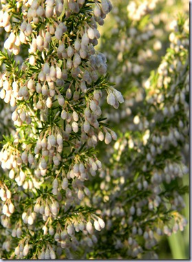 DSCN3412 DSCN3412