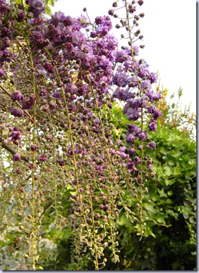 DSCN5975 DSCN5975