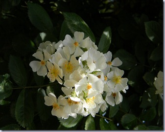 DSCN8784 DSCN8784