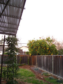 backyard overview