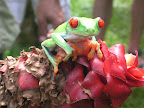  frog