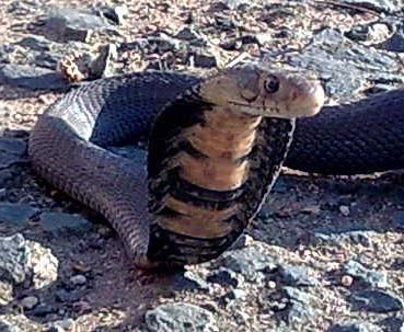 Featured Snake Mozambique Spitting Cobra
