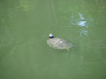 IMG_3452.JPG