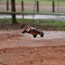 vrc055Large.jpg