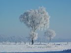 Dingdener Heide Winter 2009