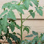 Yellow Pear Cherry Tomato