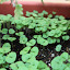 Sweet Basil