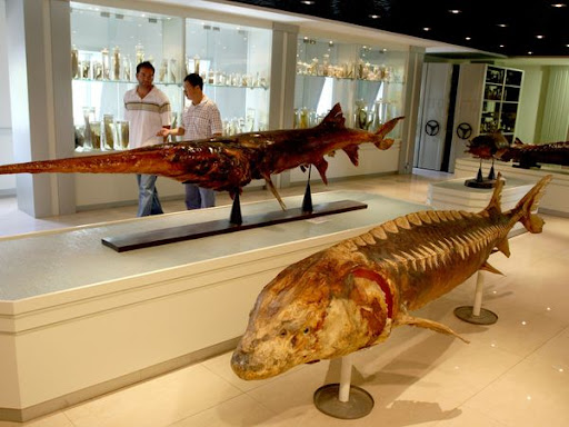 Preserved Paddlefish