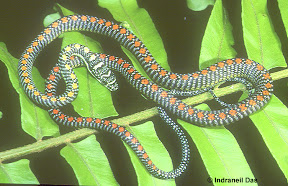 Chrysopelea paradisi Paradise flying snake 