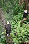 Alaska, Beyond Your Best Dreams! Slideshow