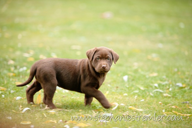 [Lynden-Pet-Photographer-Chocolate-Lab-Puppies-102[2].jpg]