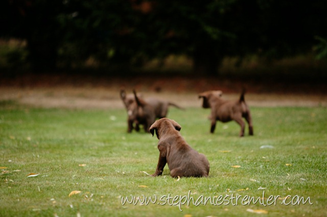 [Lynden-Pet-Photographer-Chocolate-Lab-Puppies-103[2].jpg]