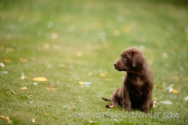 [Lynden-Pet-Photographer-Chocolate-Lab-Puppies-104[2].jpg]