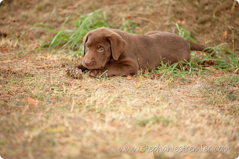 Lynden-Pet-Photographer-Chocolate-Lab-Puppies-110