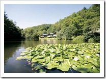 Deerpark Forest - Liskeard