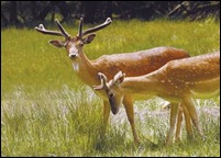 Lots of Wildlife and Countryside