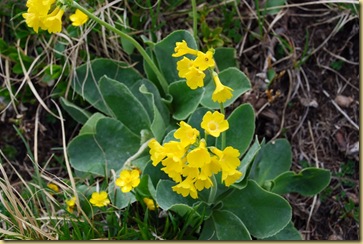 48-Primula orecchia d'orso