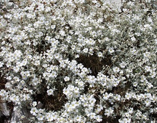 8-Cerastium tormentosu 8-Cerastium tormentosu