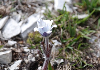 48-Pulsatilla alpina 48-Pulsatilla alpina