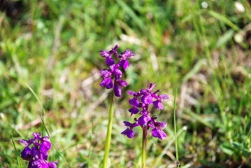 10-Orchidea 10-Orchidea