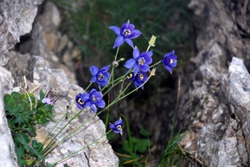 27-Aquilegia 27-Aquilegia