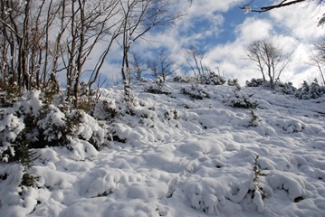 neve neve