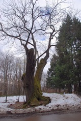castagno castagno