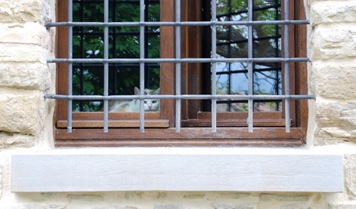 gatto gatto