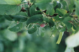 roseberry.jpg