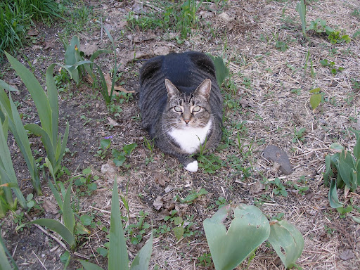 The Catnip Patch