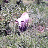 Omoa 029.jpg Omoa 029.jpg