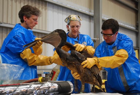 US-BLAST-OIL-ENERGY-POLLUTION-ANIMAL-BIRDS,SCENE