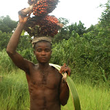  &ndash; carrying red palm nuts to make red palm oil. ...© 2007 NHA photos, J Mansaray