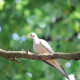  &ndash; Wildlife on the property...(C) Grace Church 2008