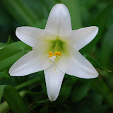  &ndash; Flowers on the property...(C) Grace Church 2008