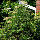 &ndash; Elder Flowers...(C) Grace Church 2008