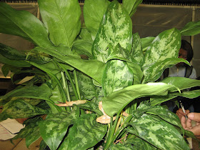  Tips to make more Aglaonema 