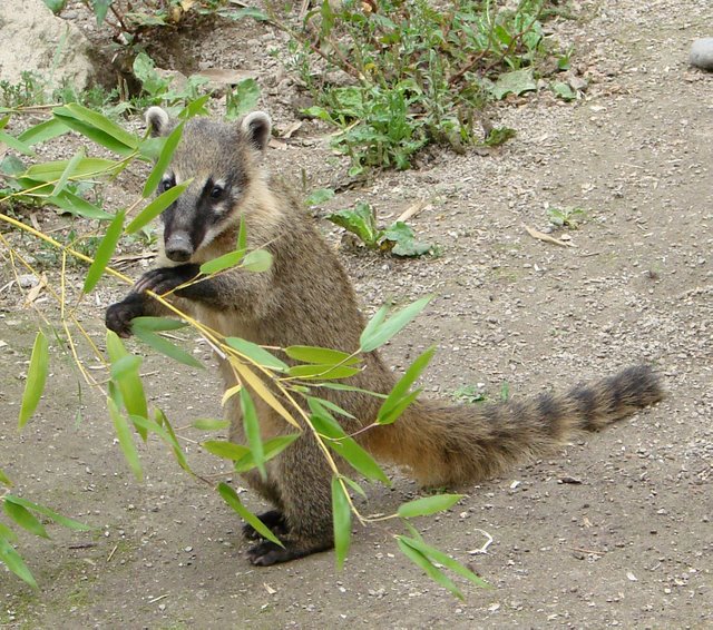 Coati_roux_Amiens_3.jpg