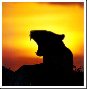 lioness_sunset_2001_by_thomas_r_wilke