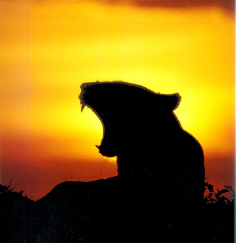 [lioness_sunset_2001_by_thomas_r_wilke[3].jpg]