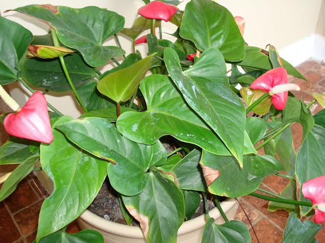 Khu vườn của Na DSC01638