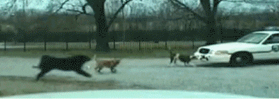 aewjyx.gif (400×143)